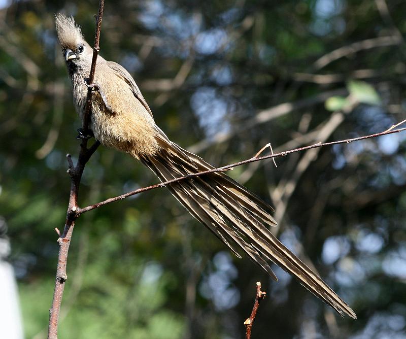 frieda 051.jpg - Ek het darem 'n lang stert!...